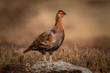 Red grouse (Lagopus lagopus)