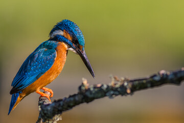 kingfisher (Alcedo atthis)