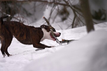 dog running in snow