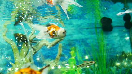 Fototapeta premium goldfish swimming in the aquarium with clear water, looks very beautiful 