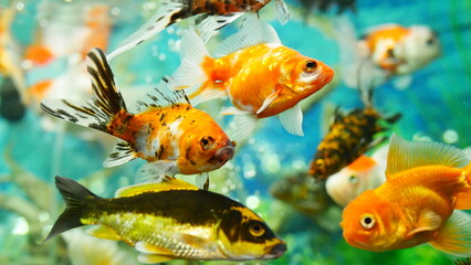 goldfish swimming in the aquarium with clear water, looks very beautiful
