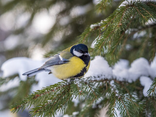 Cute bird Great tit, songbird sitting on the fir branch with snow in winter