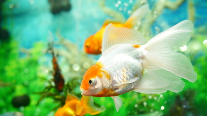 goldfish swimming in the aquarium with clear water, looks very beautiful
