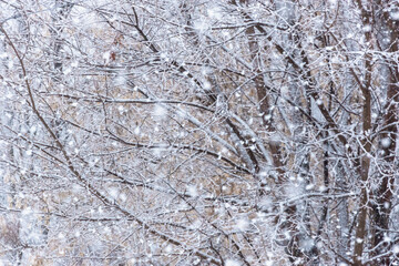 Tree branches covered in white snow, heavy snow is falling.