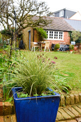 Back garden or yard with grass lawn and potted plants