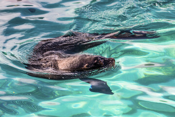 Obraz premium schwimmendes Personal