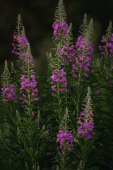 Obraz premium Fragrant fireweed. Summer cloudy day 
