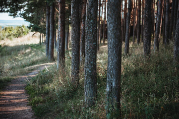 Fototapeta premium Path in a pine forest. Horizontal picture 