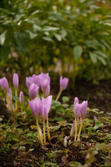 Colchicum flowers in the autumn garden 