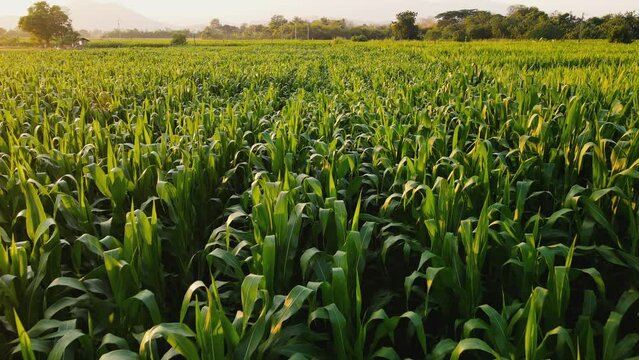 Aerial view above cornfield in evening and sunset light with near the mountain at countryside Thailand, animal feed agricultural industry, Drone flight shots