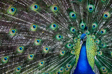 Obraz premium Blue Peacock