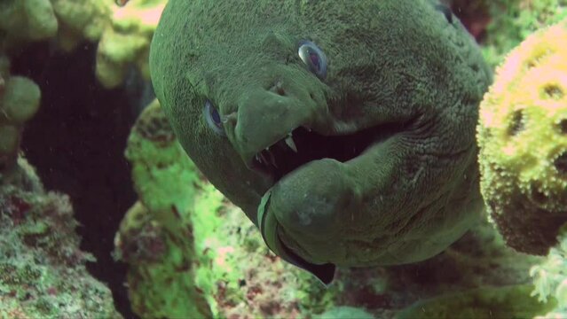 Super close up of Giant Moray eel getting cleaned by cleaner fish