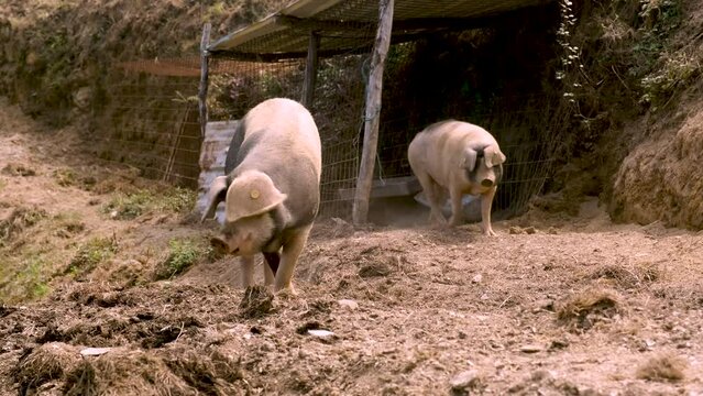 Couple of pigs on the farm looking towards the camera. Close up 4K footage