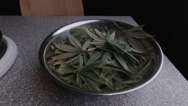 marijuana cannabis leaves in etal bowl defoliation DIY medical home grow.