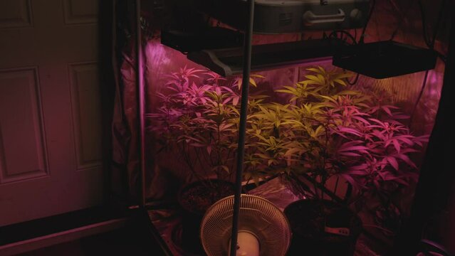 home DIY legal medical marijuana grow setup in small reflective tent with full spectrum LED lights and fan blowing wind on plants approaching stabilized