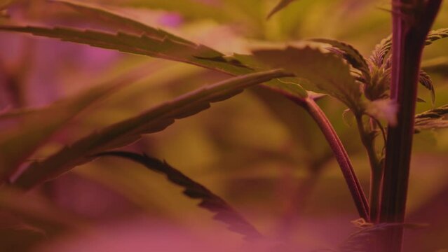 hemp cannabis marijuana plant knode branch on indoor home DIY medical THC CBD grow blowing in wind full spectrum LED lighting