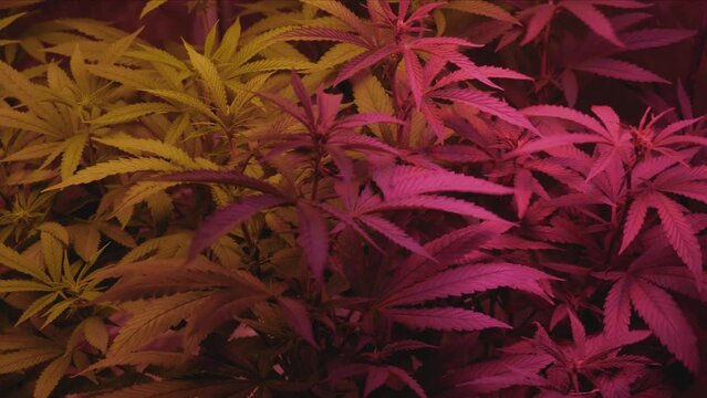 full spectrum lighting in a home medical marijuana grow tent green and purple plants blowing in wind panning to left