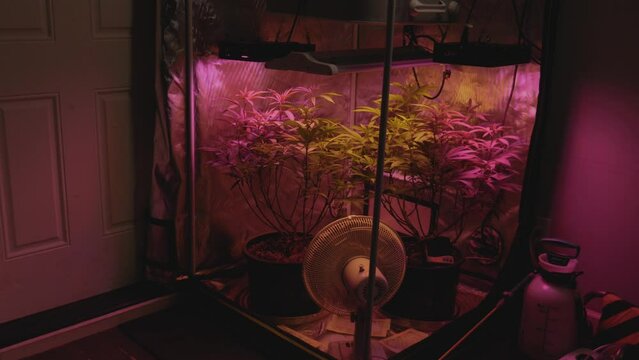 home DIY legal medical marijuana grow setup in small reflective tent with full spectrum LED lights and fan blowing wind on plants revealing approach stabilized dark and moody
