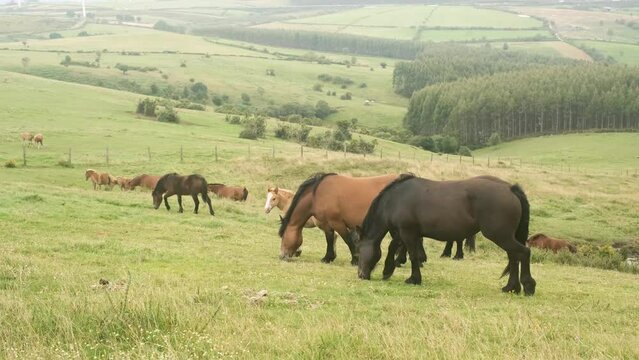 Group of wild horses grazing in the meadow