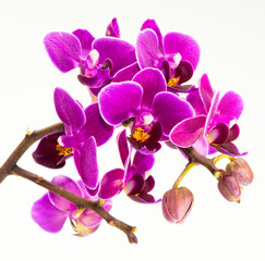 Fototapeta na wymiar Beautiful purple Phalaenopsis orchid flowers isolated on white background