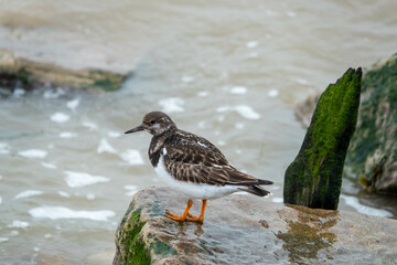 turnstone perched on a rock in the sea