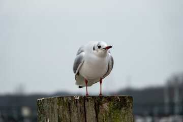 black headed gull with winter plumage perched on a post 