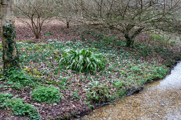 snowdrops amongst the trees by the side of a pretty stream