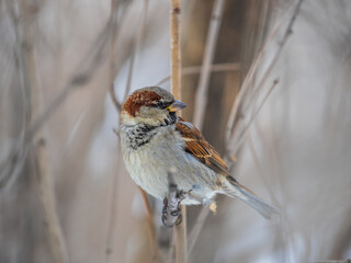 Sparrow sits on a branch without leaves.