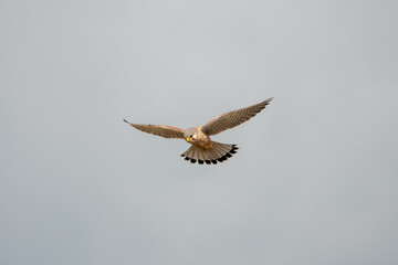 kestrel a bird of prey species belonging to the kestrel group of the falcon family hovering in the sky