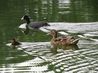 mallard duck with ducking and coot on the pond