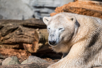 kalte B&auml;ren im milden Bremerhaven