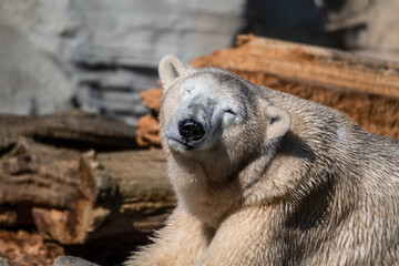 kalte Bären im milden Bremerhaven