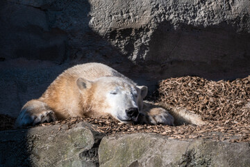 kalte Bären im milden Bremerhaven
