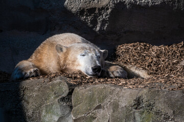 kalte Bären im milden Bremerhaven