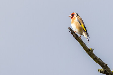 Goldfinch (Carduelis carduelis)