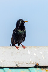 Starling (Sturnus vulgaris)