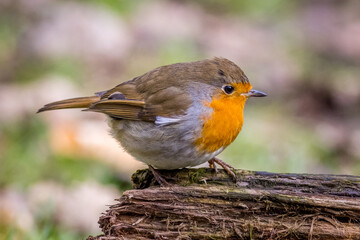 European robin (Erithacus rubecula)