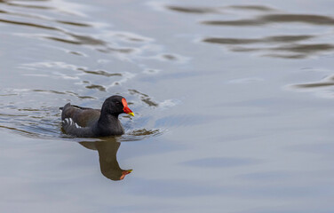 Moorhen (Gallinula chloropus)