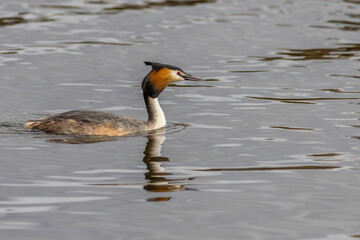 Great crested grebe (Podiceps cristatus)