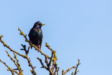 Starling (Sturnus vulgaris)