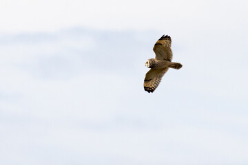 Short-eared owl (Asio flammeus)
