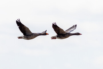 Greylag goose (Anser anser)