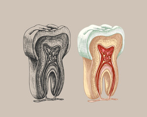 73_tooth structure, graphics_tooth structure, graphics, vector contour illustration on a white background, molar, gum, root, vessels, nerves, incision, anatomical drawing, colored, black sketch