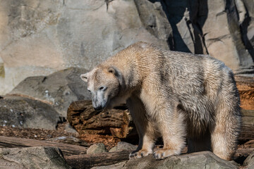 kalte B&auml;ren im milden Bremerhaven
