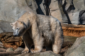 kalte Bären im milden Bremerhaven