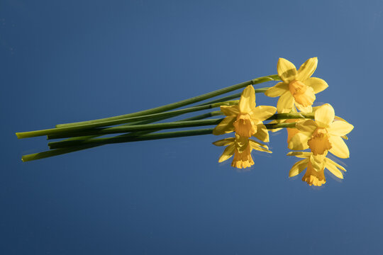 Daffodils on mirror reflecting a clear blue sky in spring