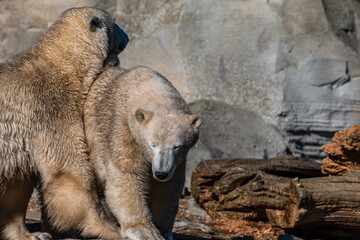 kalte B&auml;ren im milden Bremerhaven