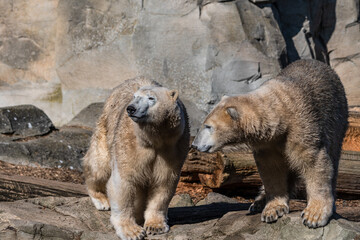 kalte B&auml;ren im milden Bremerhaven