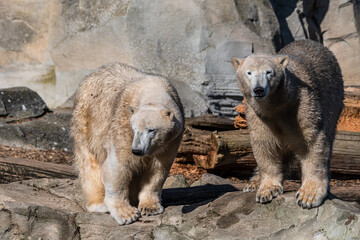 kalte Bären im milden Bremerhaven