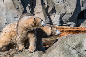 kalte Bären im milden Bremerhaven